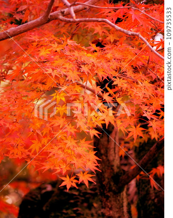 Bright red autumn leaves Bright red autumn leaves 109735533