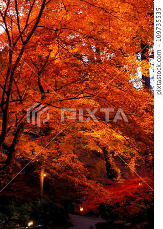 Autumn leaves Autumn leaves 109735535