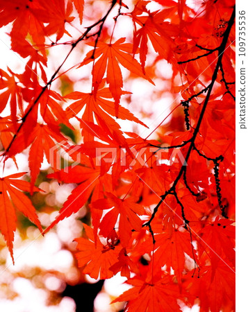 Bright red autumn leaves Bright red autumn leaves 109735536