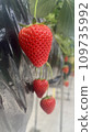 草莓 109735992