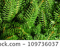 Green Christmas tree. Beautiful Christmas background. Lush green spruce with beautiful long needles. New Year background. Close-up. Natural nature. Holiday event. Abstract beauty. Magnificent blur 109736037
