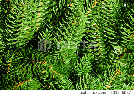 Green Christmas tree. Beautiful Christmas background. Lush green spruce with beautiful long needles. New Year background. Close-up. Natural nature. Holiday event. Abstract beauty. Magnificent blur Green Christmas tree. Beautiful Christmas background. Lush green spruce with beautiful long needles. New Year background. Close-up. Natural nature. Holiday event. Abstract beauty. Magnificent blur 109736037