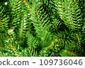Green Christmas tree. Beautiful Christmas background. Lush green spruce with beautiful long needles. New Year background. Close-up. Natural nature. Holiday event. Abstract beauty. Magnificent blur 109736046