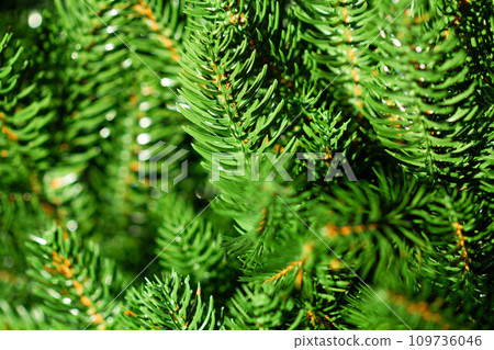 Green Christmas tree. Beautiful Christmas background. Lush green spruce with beautiful long needles. New Year background. Close-up. Natural nature. Holiday event. Abstract beauty. Magnificent blur 109736046