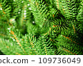 Green Christmas tree. Beautiful Christmas background. Lush green spruce with beautiful long needles. New Year background. Close-up. Natural nature. Holiday event. Abstract beauty. Magnificent blur 109736049