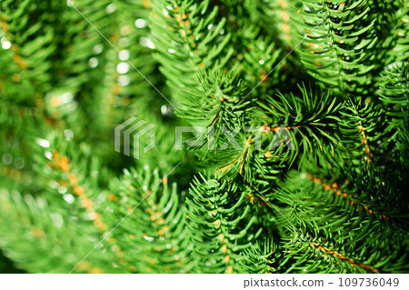 Green Christmas tree. Beautiful Christmas background. Lush green spruce with beautiful long needles. New Year background. Close-up. Natural nature. Holiday event. Abstract beauty. Magnificent blur Green Christmas tree. Beautiful Christmas background. Lush green spruce with beautiful long needles. New Year background. Close-up. Natural nature. Holiday event. Abstract beauty. Magnificent blur 109736049