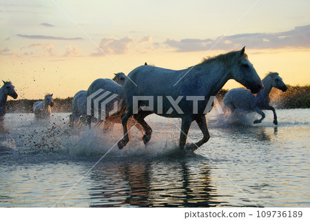 Hakuba galloping at dusk 109736189