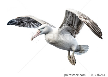 Image of Wandering Albatross on white background. Bird, Wildlife Animals, Illustration, Generative AI. Image of Wandering Albatross on white background. Bird, Wildlife Animals, Illustration, Generative AI. 109736261
