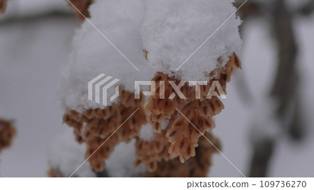 Japanese knotweed seeds buried in snow Japanese knotweed seeds buried in snow 109736270