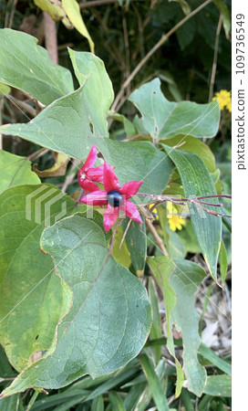 Rabbit flowers 109736549