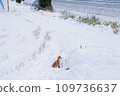 Red fox 03_Hokkaido/Biei 109736637