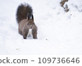Ezo squirrel 01_Hokkaido/Kaguraoka Park 109736646