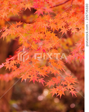 鮮紅的秋葉 鮮紅的秋葉 109736880
