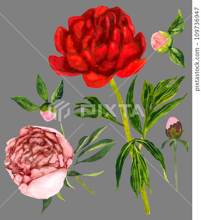 Red and pink peonies with buds 109736947