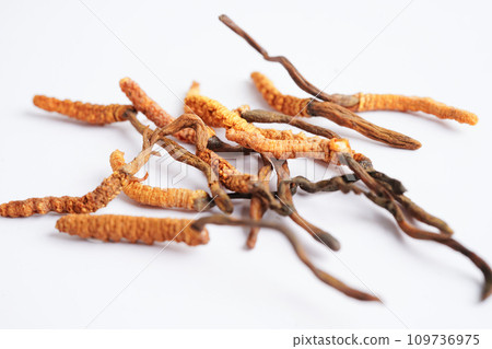 Cordyceps sinensis or Ophiocordyceps sinensis isolated on white background, mushroom herb treatment medicine.. 109736975