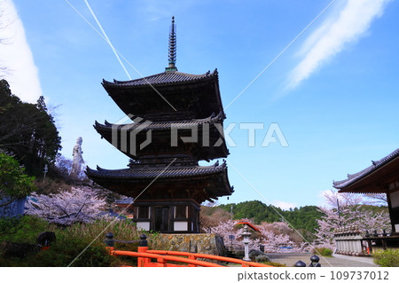 Tsubosakaji Temple (Takaichi District, Nara Prefecture) Cherry blossoms in full bloom Tsubosakaji Temple (Takaichi District, Nara Prefecture) Cherry blossoms in full bloom 109737012
