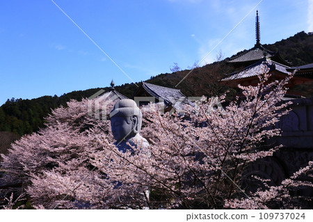坪坂寺（奈良縣高市郡）櫻花盛開 109737024