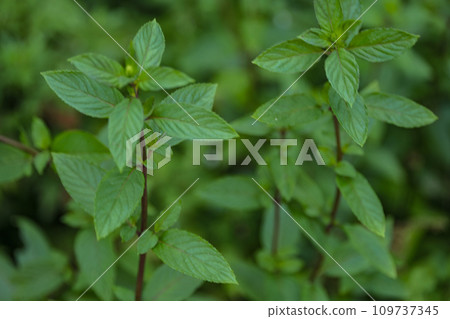 草本榮譽薄荷 109737345