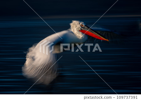 Slow pan of pelican flying across water Slow pan of pelican flying across water 109737391
