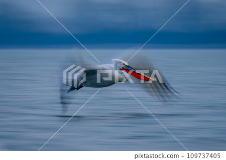 Slow pan of pelican flying along shoreline 109737405