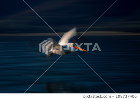 Slow pan of pelican flying beside shoreline Slow pan of pelican flying beside shoreline 109737406