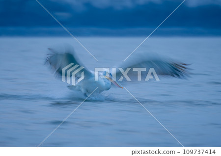 Slow pan of pelican flying from lake Slow pan of pelican flying from lake 109737414