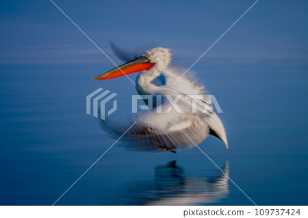 Slow pan of pelican flying over lake Slow pan of pelican flying over lake 109737424
