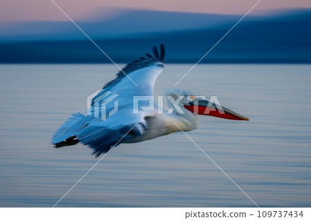 Slow pan of pelican gliding above lagoon Slow pan of pelican gliding above lagoon 109737434