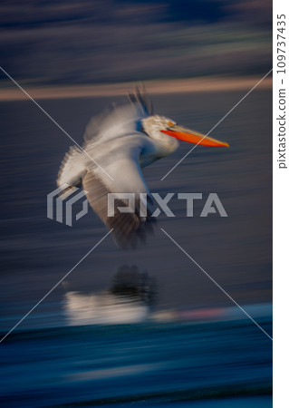 Slow pan of pelican gliding above waves Slow pan of pelican gliding above waves 109737435