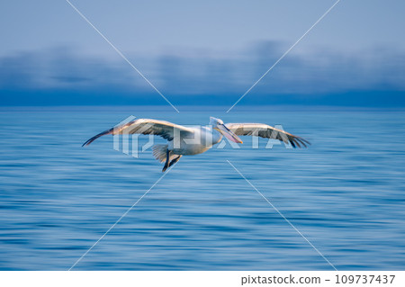 Slow pan of pelican gliding across water Slow pan of pelican gliding across water 109737437