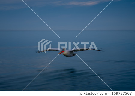 Slow pan of pelican over calm lake Slow pan of pelican over calm lake 109737508