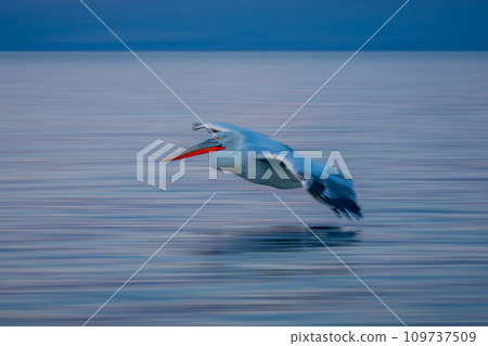 Slow pan of pelican over rippled lake Slow pan of pelican over rippled lake 109737509