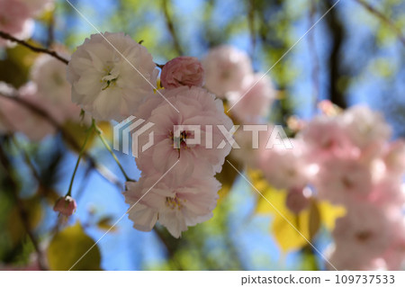 楊琴櫻花 楊琴櫻花 109737533