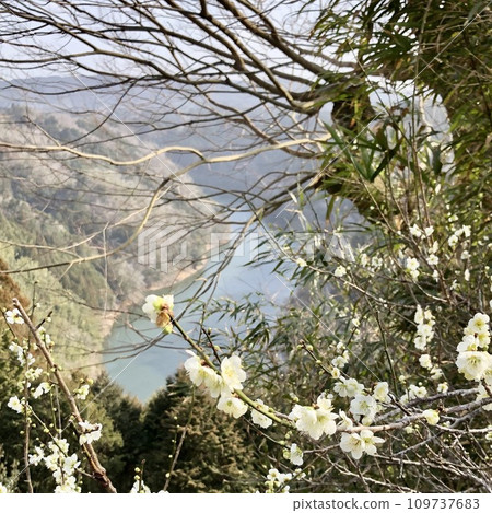 白梅花 白梅花 109737683