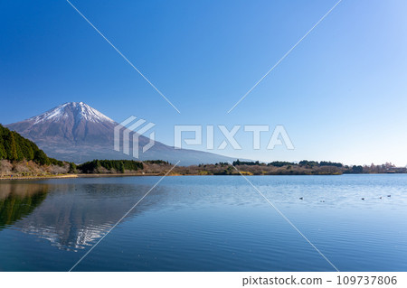 Mt. Fuji in late autumn seen from the shore of Lake Tanuki Fujinomiya City, Shizuoka Prefecture Mt. Fuji in late autumn seen from the shore of Lake Tanuki Fujinomiya City, Shizuoka Prefecture 109737806