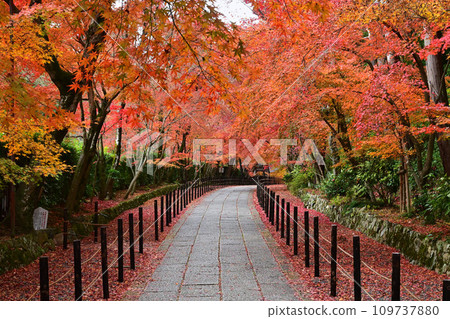 京都府長岡京市光明寺 深秋的楓葉走道 京都府長岡京市光明寺 深秋的楓葉走道 109737880
