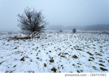 View of a tree in a snow-covered meadow on a gray foggy day, January day 109737901