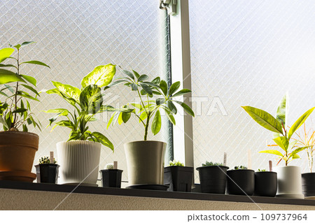 室內植物放在窗口 室內植物放在窗口 109737964