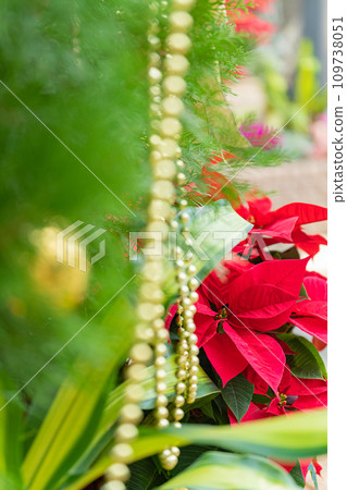 poinsettia christmas image 109738051