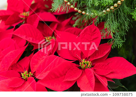 一品紅聖誕形象 109738075