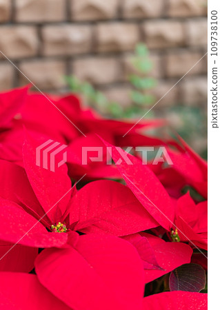 一品紅聖誕形象 109738100