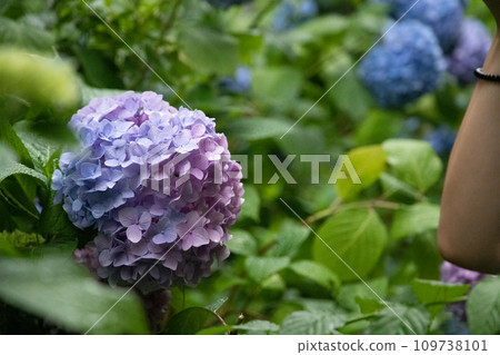 雨季盛開的色彩鮮豔的繡球花 109738101