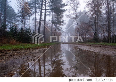 Misty Autumn Morning in a Serene Forest 109738240
