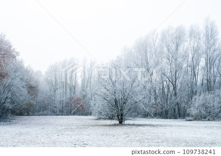 Whispering Winter Solitude 109738241
