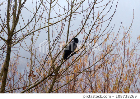 Black bird raven perched on a high branch of a tree. Mystical atmosphere Black bird raven perched on a high branch of a tree. Mystical atmosphere 109738269
