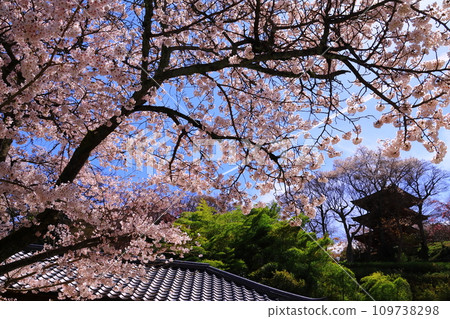 Cherry blossoms in the precincts of Okadera Temple (Asuka Village, Nara Prefecture) Cherry blossoms in the precincts of Okadera Temple (Asuka Village, Nara Prefecture) 109738298