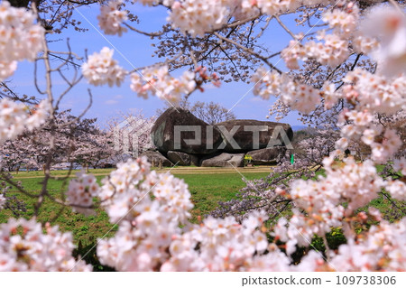 石舞台古墳週邊櫻花盛開（奈良縣飛鳥村） 109738306
