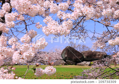 Cherry blossoms in full bloom around Ishibutai Kofun (Asuka Village, Nara Prefecture) Cherry blossoms in full bloom around Ishibutai Kofun (Asuka Village, Nara Prefecture) 109738309