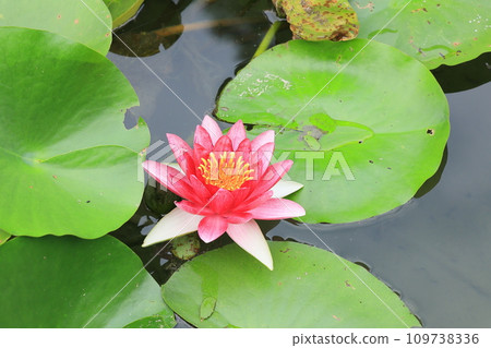 Ritsurin Park in the late summer heat (early September, water lilies) Ritsurin Park in the late summer heat (early September, water lilies) 109738336