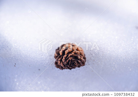 埋藏在銀色世界中的松果 埋藏在銀色世界中的松果 109738432